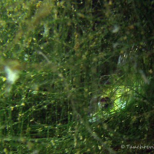 Gruebensee Schlafender Fisch