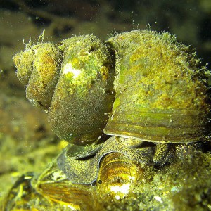 Sumpfdeckelschnecke (Viviparidae)