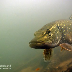 Hecht (Esox lucius)