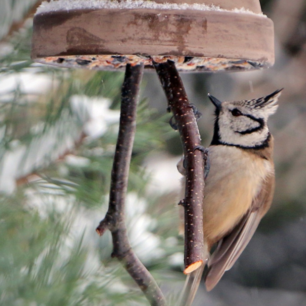 Wintervögel im Garten Tauchrevier Deutschland