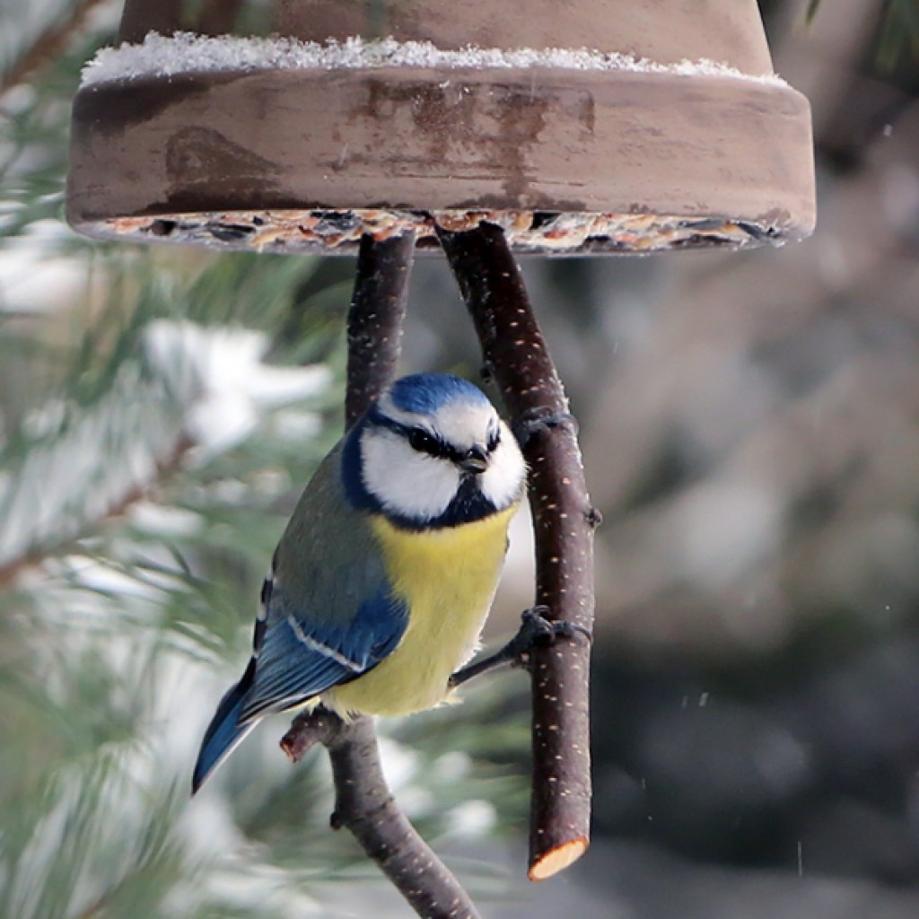 Wintervögel im Garten Tauchrevier Deutschland