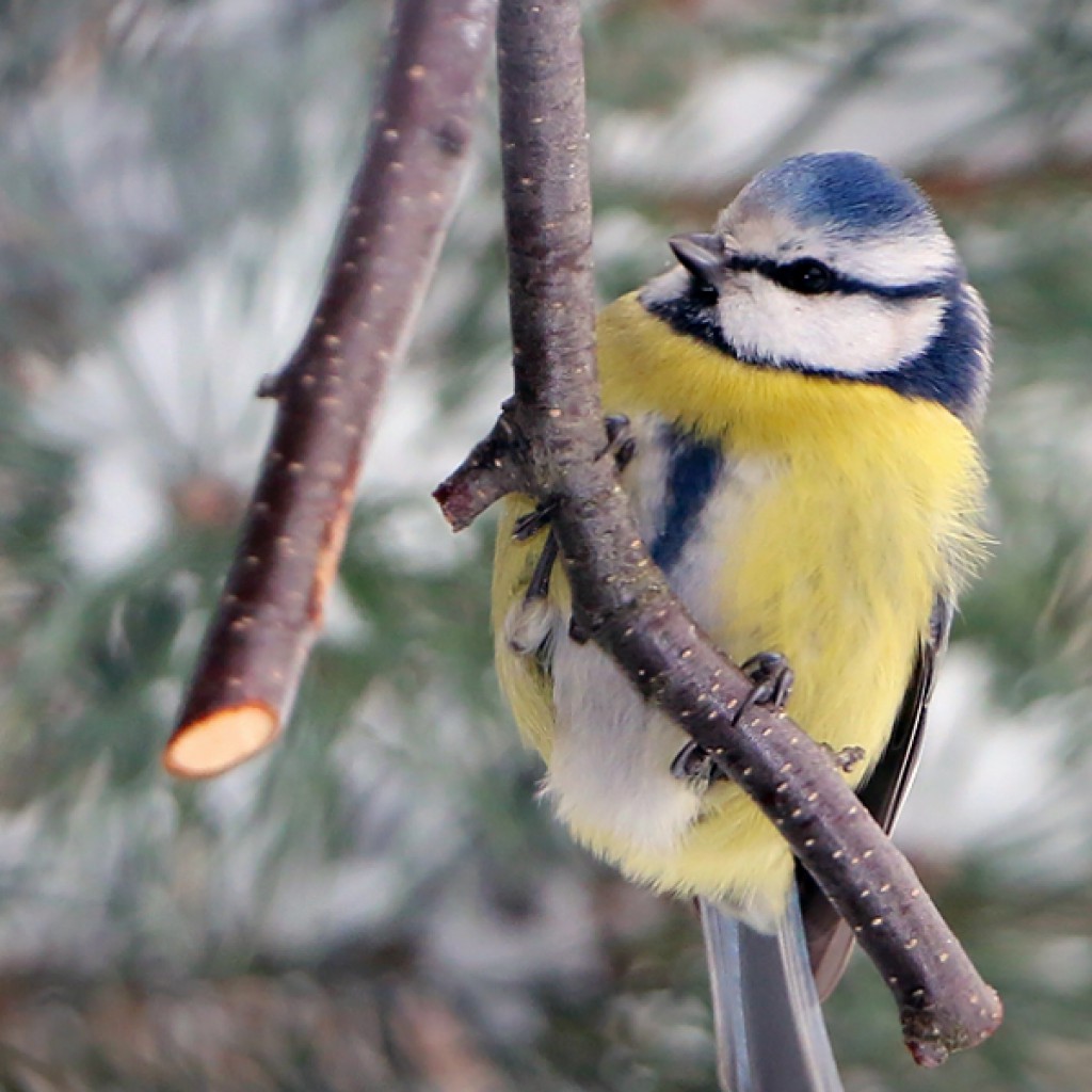 Wintervögel im Garten Tauchrevier Deutschland