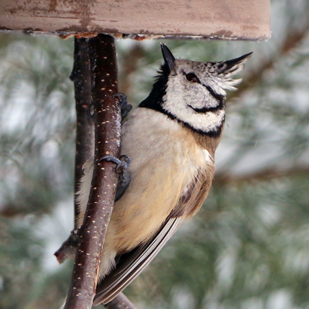 wintervögel im garten