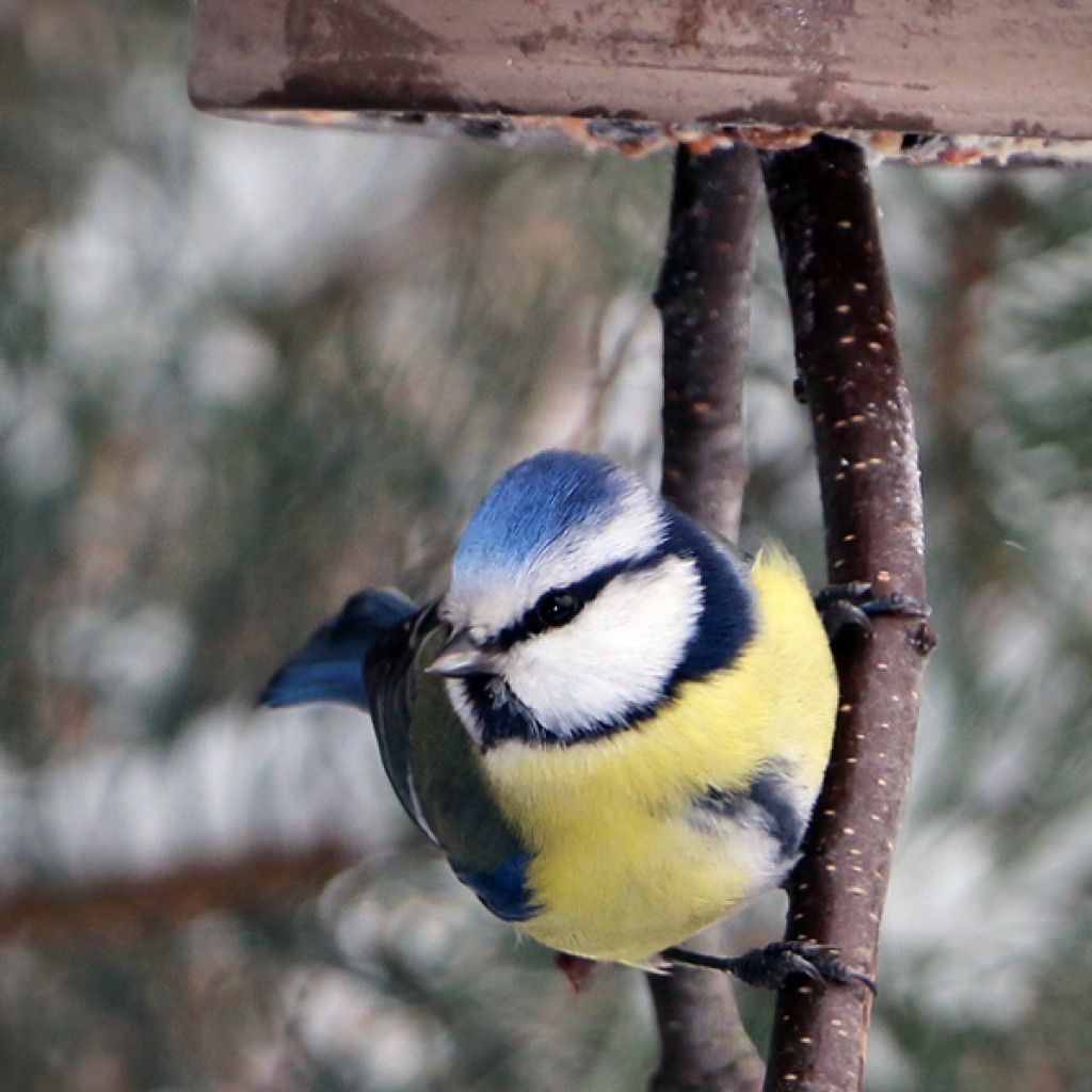 Wintervögel im Garten Tauchrevier Deutschland