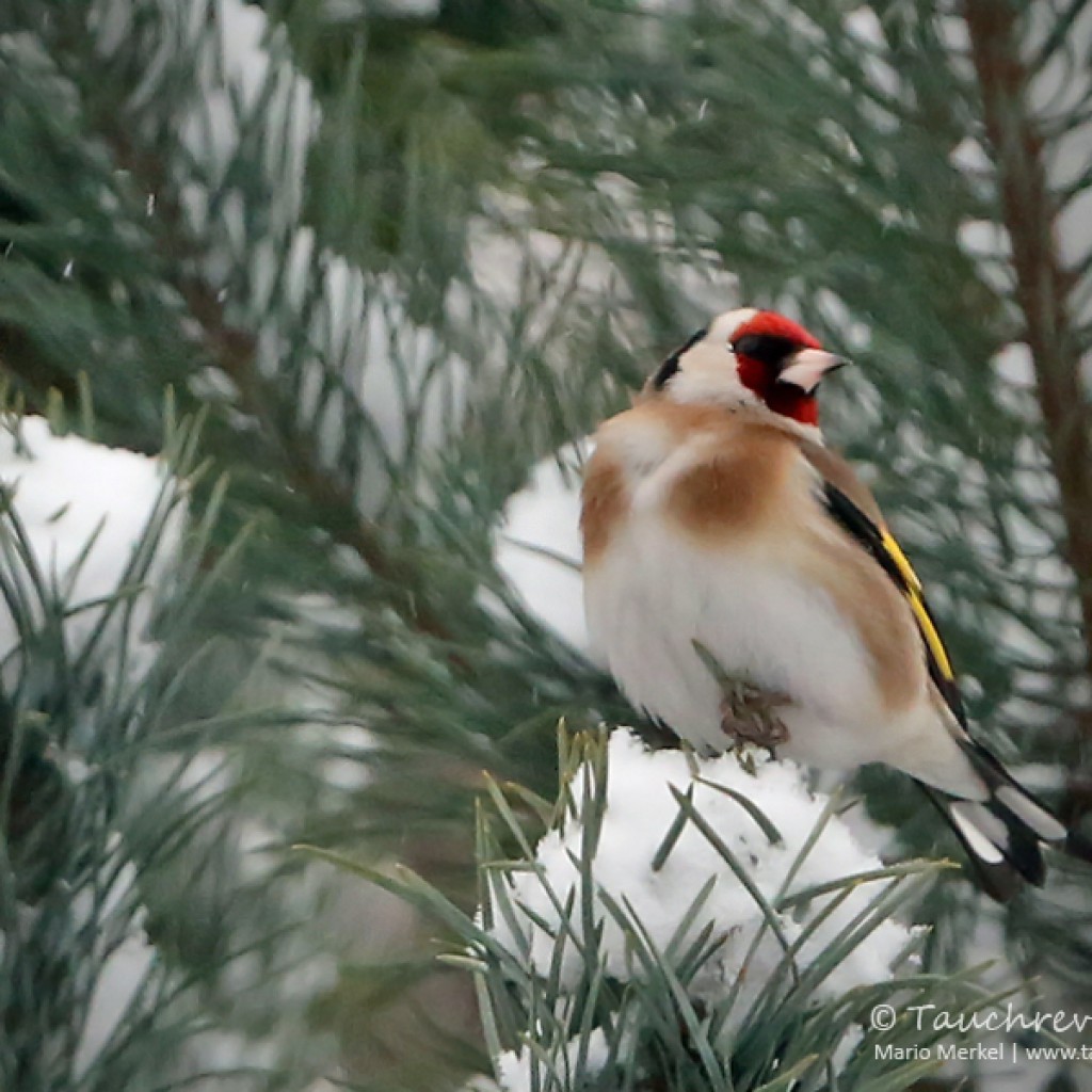 Wintervögel im Garten Tauchrevier Deutschland