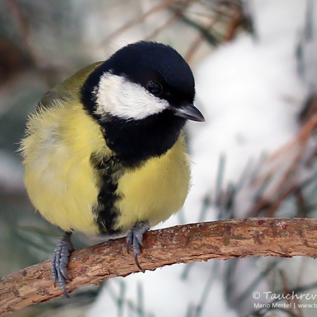 Wintervögel im Garten Tauchrevier Deutschland