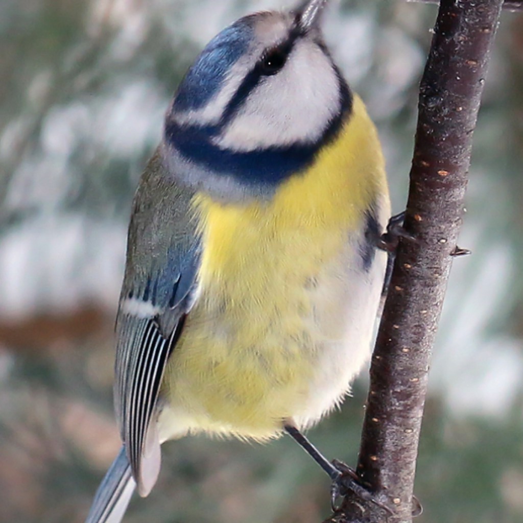 Wintervögel im Garten Tauchrevier Deutschland