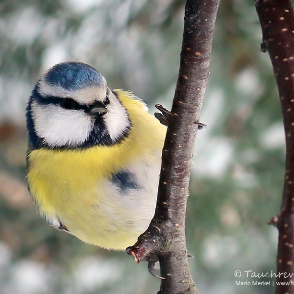 Wintervögel im Garten Tauchrevier Deutschland