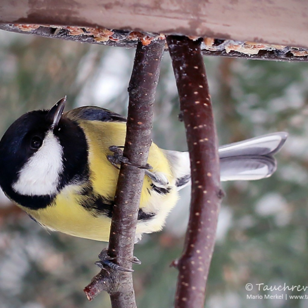 Wintervögel im Garten Tauchrevier Deutschland