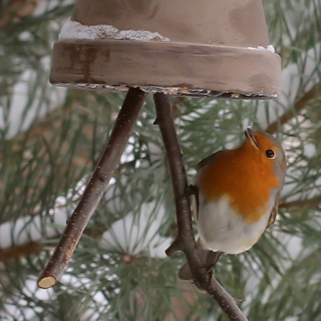 Wintervögel im Garten Tauchrevier Deutschland