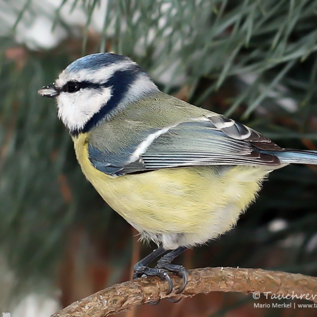 Wintervögel im Garten Tauchrevier Deutschland